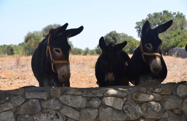 Tenuta Deserto - Foto 39