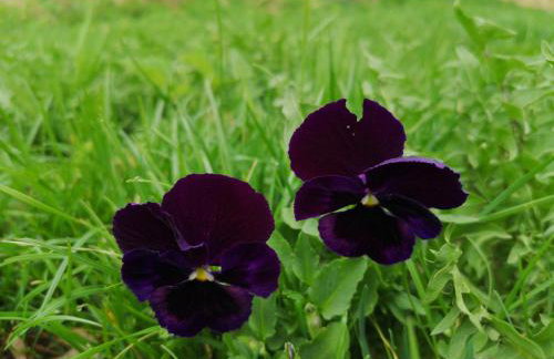 Mazurski Staw - Foto 57