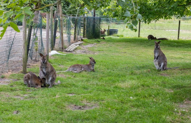 Tiny House in Zeeland Near Oranjezon Dunes - Photo 17