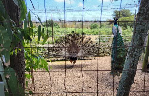 AGRITURISMO SCALELLE - Foto 50