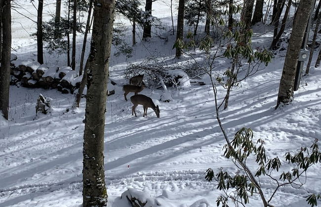 Unforgettable Dreams - Foto 44