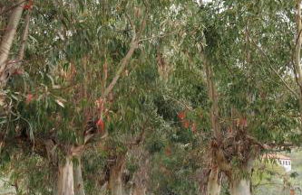 Agriturismo Ada Musso ss - Foto 38