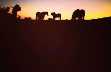 Sharish - Monte Das Estevas - Foto 15