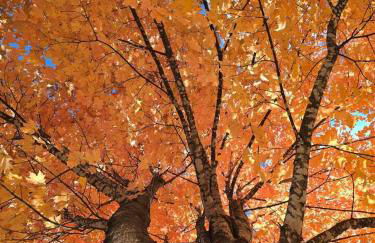 Bungalow in the Buffalo River Basin - Foto 12