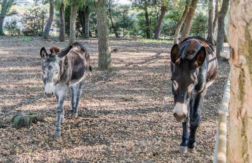 Más Figueres - Foto 46