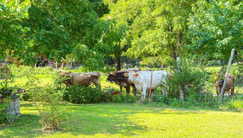 Horses Welcome Marble Falls Home with Grill! - Foto 3