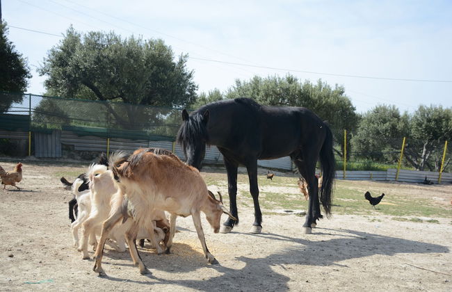 Nautilus Villa with private pool - Foto 16