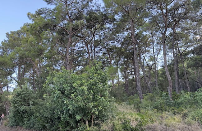 BONİTO HOUSE - Foto 35