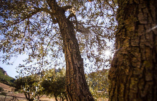 Agriturismo Sa Rocca - Foto 31