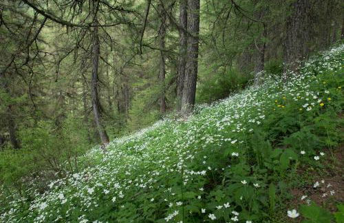 Gites L'épilobe - Foto 1