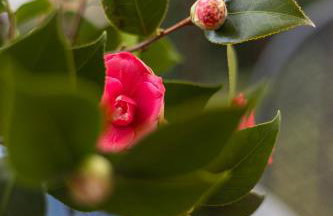 Casa Camelia - Lake Maggiore, Verbania - Foto 18