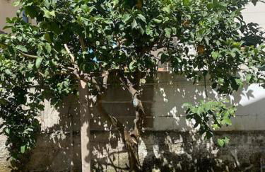 Lemon tree 400 mt dal mare - Foto 32