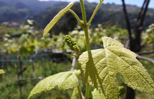 Quintinha do Álvaro - Holiday house - Foto 36