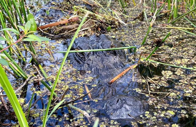 Everglades Day Trip - Photo 1