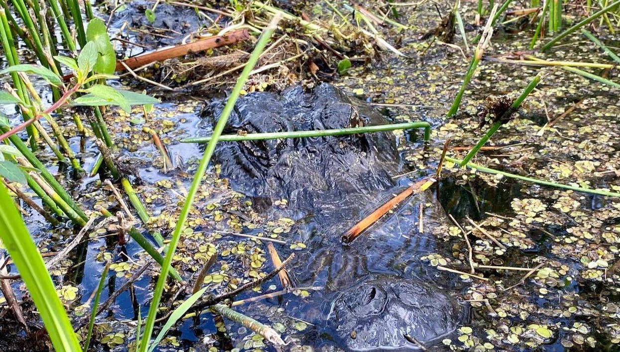 A crocodile in the Everglades