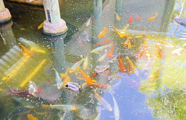 Oceanside Beach Condos - Foto 57