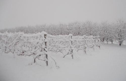 Domki w Winnicy - Świętokrzyska Winnica Knapów - Foto 21