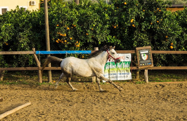 Il Giardino del sole - Foto 22