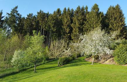 Ferienwohnung am Waldrand - Foto 15