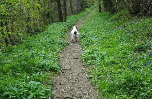 The Lazy Shepherd - Foto 11