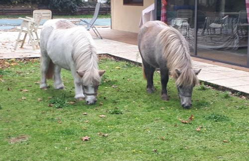 La chambre du Gaille - Foto 21