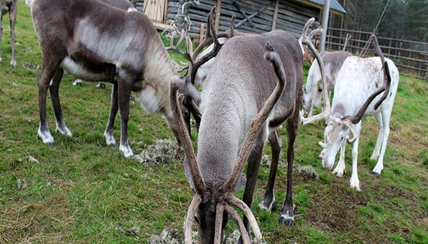 Summer: Reindeer Farm - Photo 2