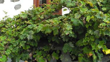 Casa Rural Los Llanillos - Foto 2