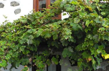 Casa Rural Los Llanillos - Foto 2