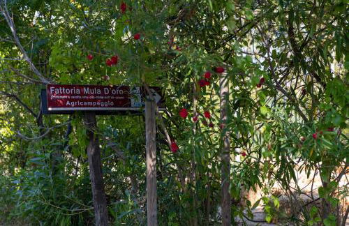 Bio Fattoria Mula D'Oro - biofattoriamuladoro it - Organic Food, Nature & Relax - Foto 48