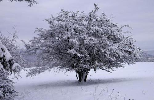 Haus Schneider Kätchen - Foto 36