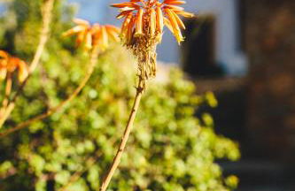 Villa Melivia - Foto 13