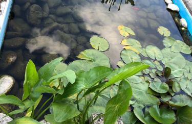 Bosque da Harmonia - Foto 58