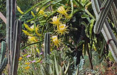 The Artist's Farm - Foto 79