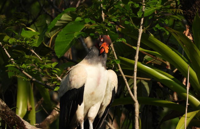Esquipulas Rainforest - Foto 44