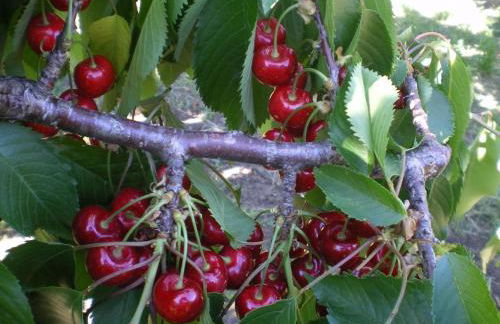 Tenuta Fortelongo - Foto 97