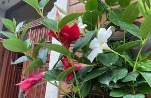 Cà Sal Holiday Home - Foto 37