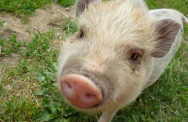 Pitznerhof - Foto 38