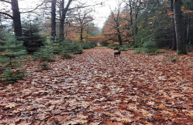 Wellness Stay With Sauna - Photo 40