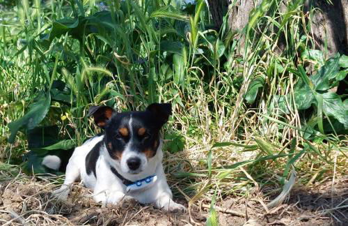 Orto delle Fate - Foto 13