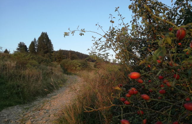 Jaworki Green Dream - Foto 79