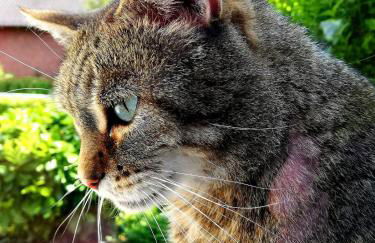 Odenwald Lounge im Naturpark Bergstraße-Odenwald - Photo 17
