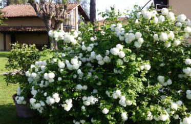 Fattoria di Migliarino - Foto 32