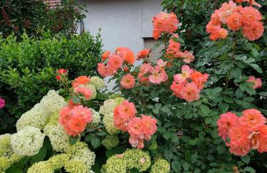 Noclegi Dobrzeń Wielki - Foto 21