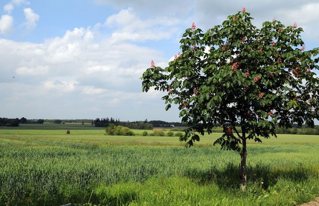 Fitting Landsbyferie Apartments - Foto 38
