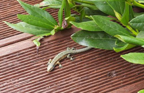 Wycinki domek - Foto 32