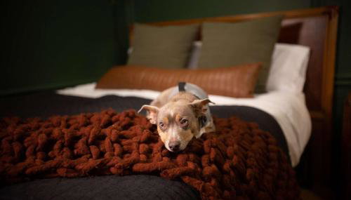 NEW Slytherin Studio - Dogs OK - Foto 5