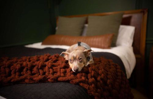 NEW Slytherin Studio - Dogs OK - Foto 5