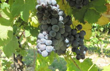 Podere Riosto Cantina&Agriturismo - Foto 43