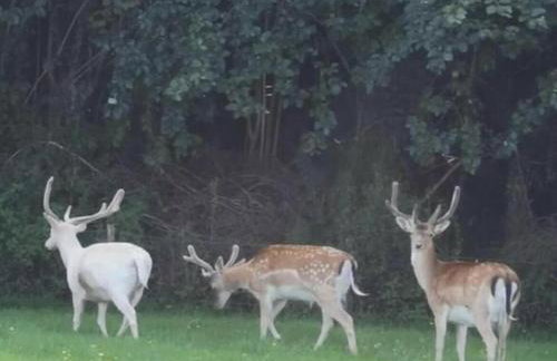 Creebridge Caravan Park - Photo 1