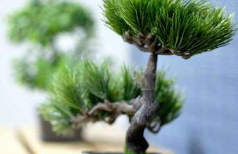 Alojamiento Simon 1 Murcia - Foto 5